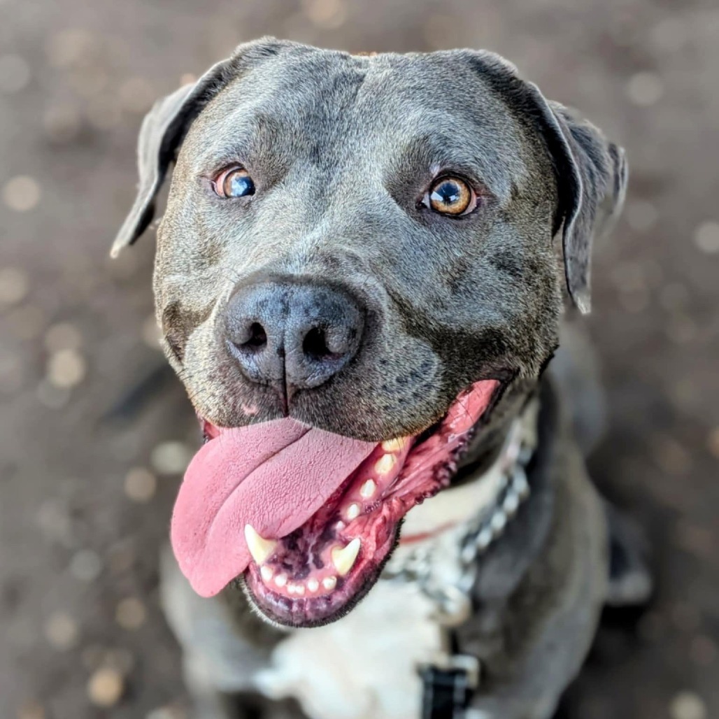 Jack, an adoptable Labrador Retriever, Pit Bull Terrier in Savannah, GA, 31406 | Photo Image 1
