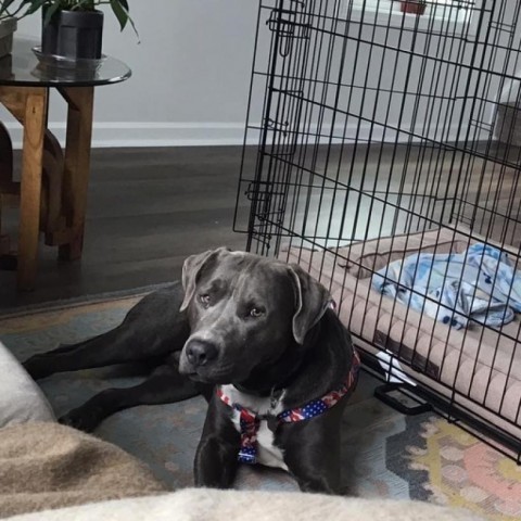 Jack, an adoptable Labrador Retriever, Pit Bull Terrier in Savannah, GA, 31406 | Photo Image 2