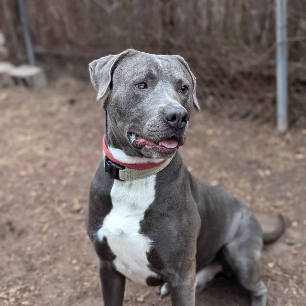 Jack, an adoptable Labrador Retriever, Pit Bull Terrier in Savannah, GA, 31406 | Photo Image 3