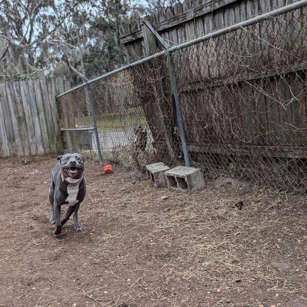 Jack, an adoptable Labrador Retriever, Pit Bull Terrier in Savannah, GA, 31406 | Photo Image 3