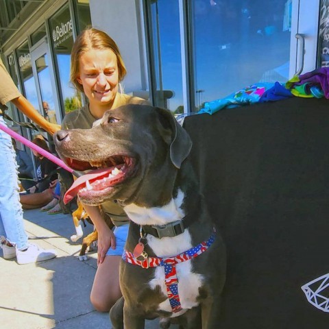 Jack, an adoptable Labrador Retriever, Pit Bull Terrier in Savannah, GA, 31406 | Photo Image 4