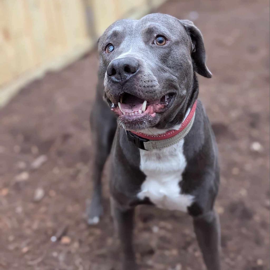 Jack, an adoptable Labrador Retriever, Pit Bull Terrier in Savannah, GA, 31406 | Photo Image 4