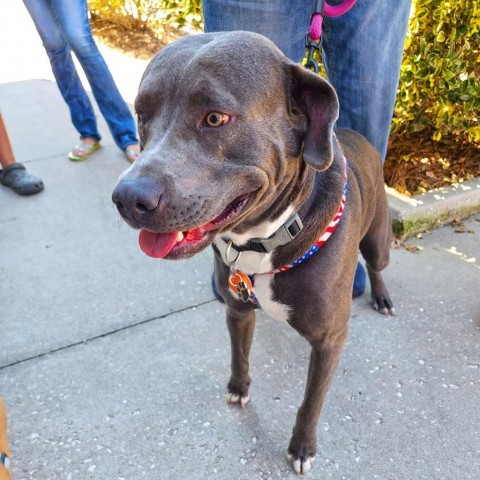 Jack, an adoptable Labrador Retriever, Pit Bull Terrier in Savannah, GA, 31406 | Photo Image 5