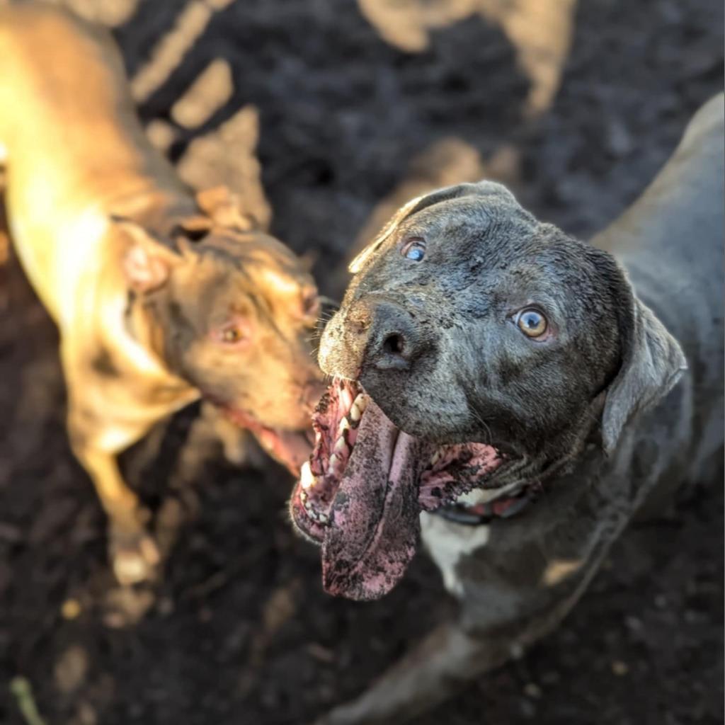 Jack, an adoptable Labrador Retriever, Pit Bull Terrier in Savannah, GA, 31406 | Photo Image 5