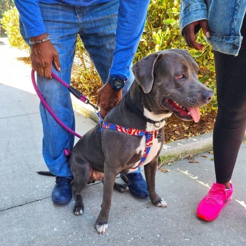 Jack, an adoptable Labrador Retriever, Pit Bull Terrier in Savannah, GA, 31406 | Photo Image 6