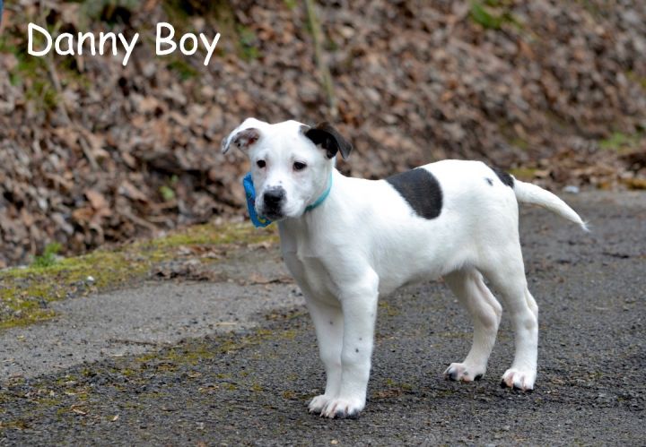 Danny Boy, an adopted Australian Cattle Dog / Blue Heeler Mix in Sevierville, TN_image-1