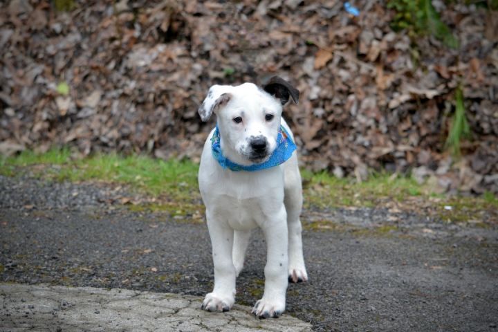 Danny Boy, an adoptable Australian Cattle Dog / Blue Heeler Mix in Sevierville, TN_image-2
