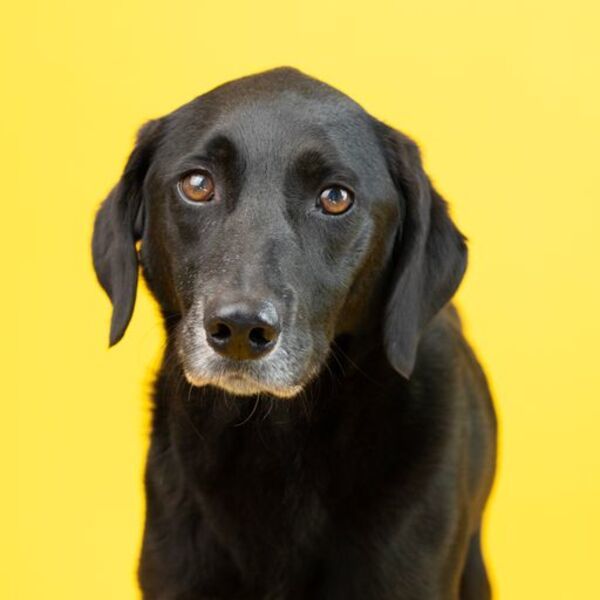 Darla, an adoptable Labrador Retriever Mix in Winchester, KY_image-3