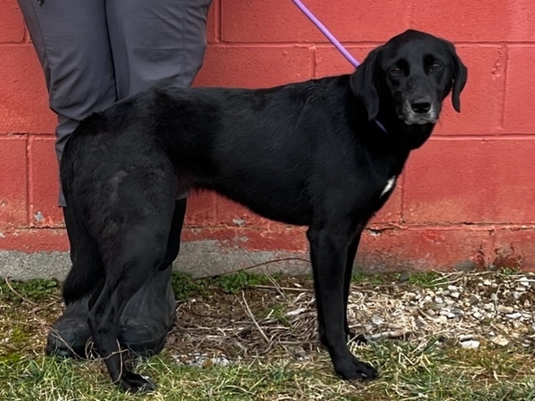 Darla, an adoptable Labrador Retriever Mix in Winchester, KY_image-5