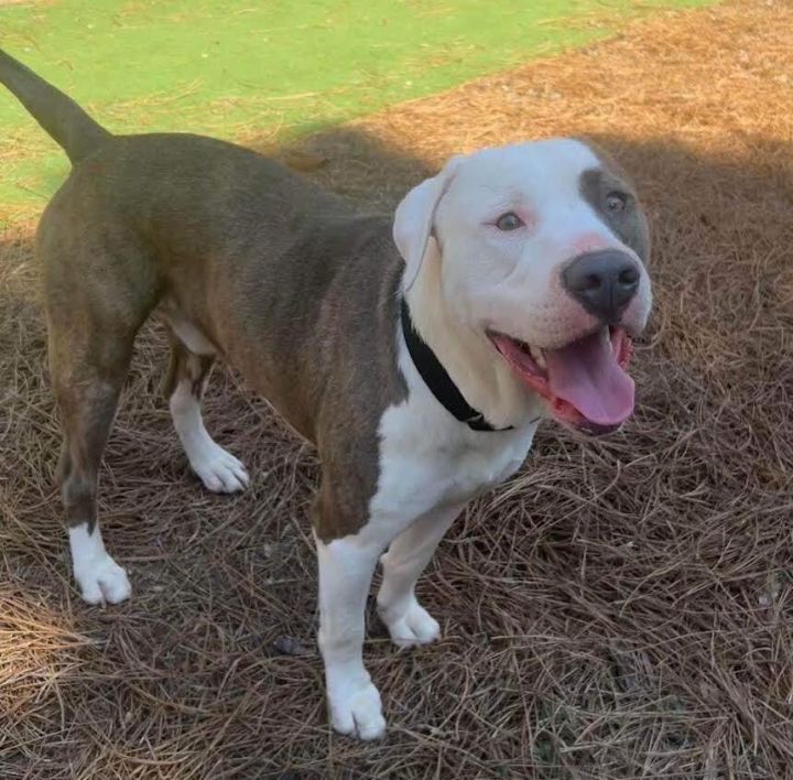 Braveheart, an adoptable Pit Bull Terrier Mix in Cumming, GA_image-2