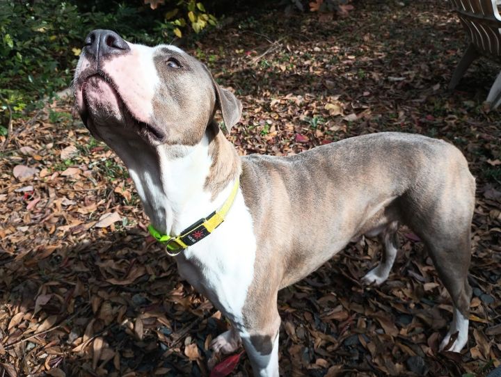 Braveheart, an adoptable Pit Bull Terrier Mix in Cumming, GA_image-3