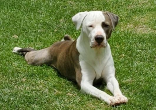 Braveheart, an adoptable Pit Bull Terrier Mix in Cumming, GA_image-4