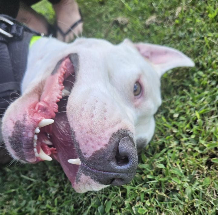 Braveheart, an adoptable Pit Bull Terrier Mix in Cumming, GA_image-6