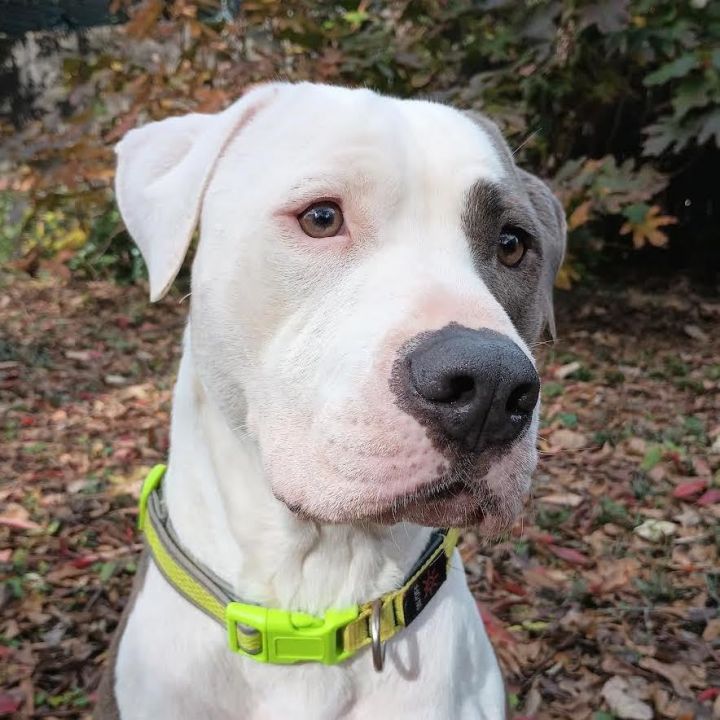 Braveheart, an adoptable Pit Bull Terrier Mix in Cumming, GA_image-6