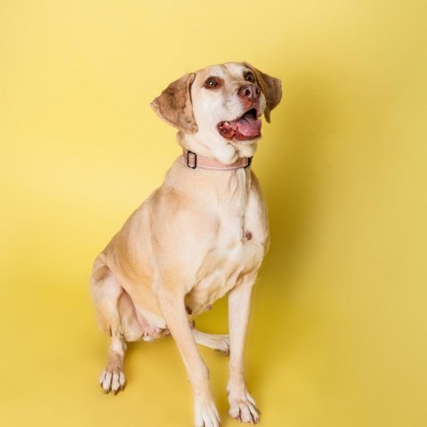 Tippy, an adoptable Labrador Retriever in Savannah, GA, 31406 | Photo Image 1