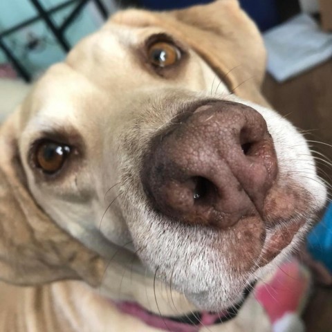 Tippy, an adoptable Labrador Retriever in Savannah, GA, 31406 | Photo Image 2