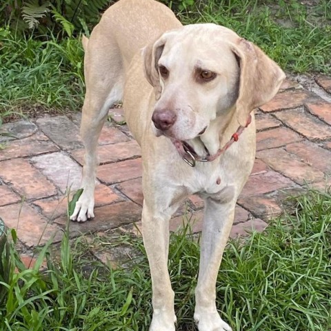 Tippy, an adoptable Labrador Retriever in Savannah, GA, 31406 | Photo Image 3