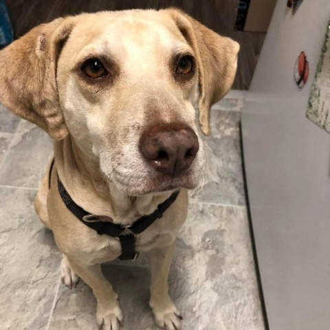 Tippy, an adoptable Labrador Retriever in Savannah, GA, 31406 | Photo Image 4