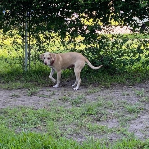 Tippy, an adoptable Labrador Retriever in Savannah, GA, 31406 | Photo Image 6