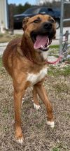 Davis in NH Adoption Fee Sponsored! 