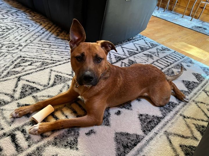 Davis in NH Adoption Fee Sponsored!  1