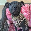 Lila