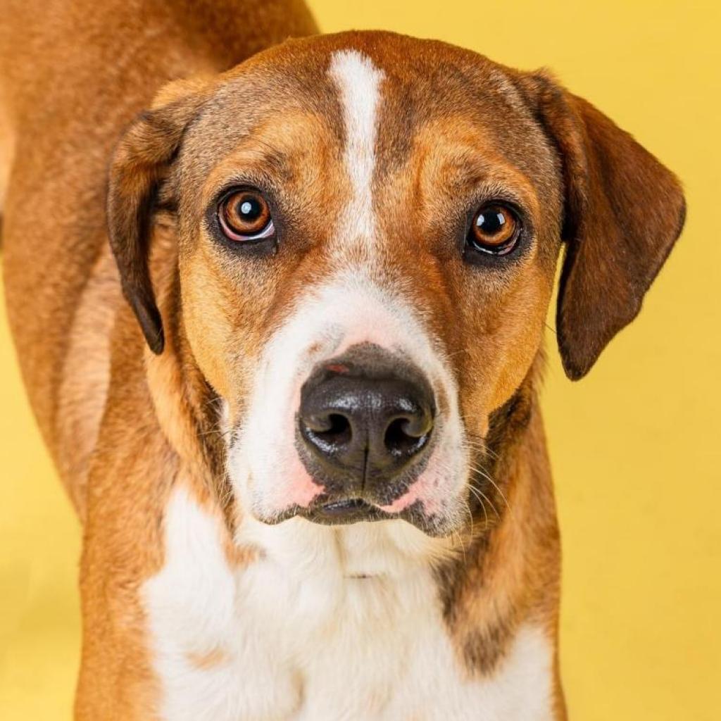 Kristoff, an adoptable Hound in Savannah, GA, 31406 | Photo Image 1