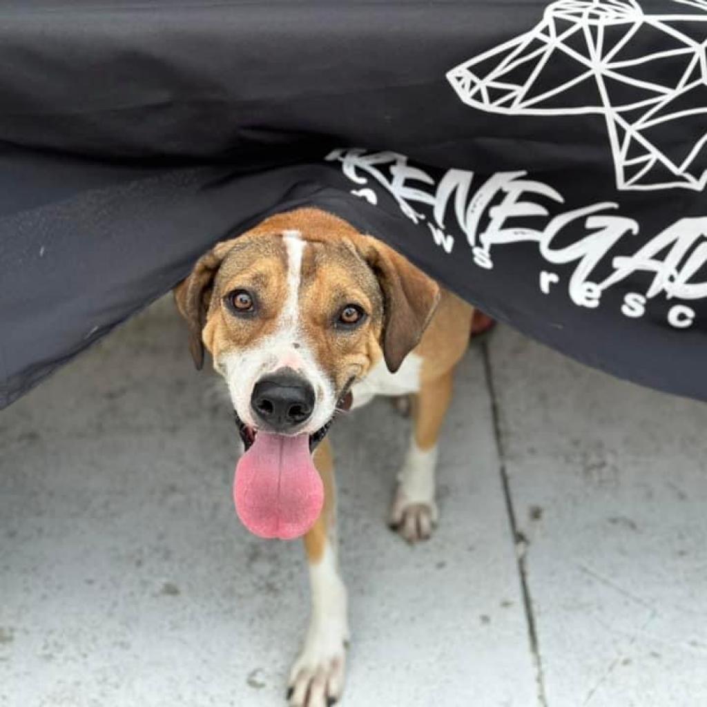 Kristoff, an adoptable Hound in Savannah, GA, 31406 | Photo Image 1