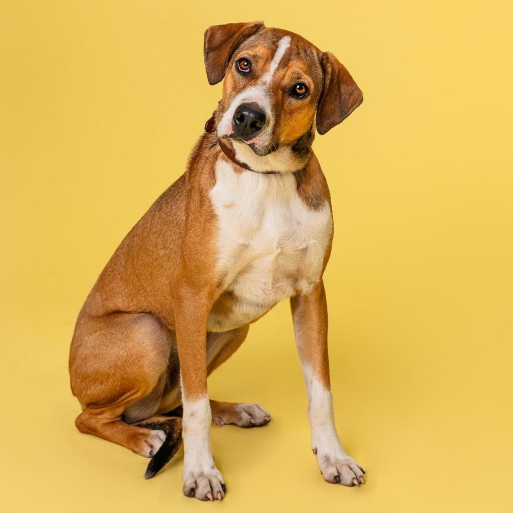 Kristoff, an adoptable Hound in Savannah, GA, 31406 | Photo Image 1