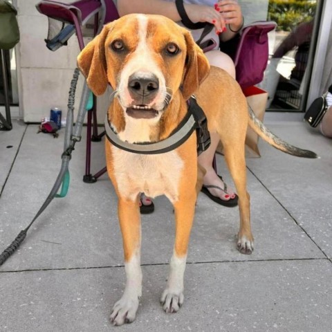 Kristoff, an adoptable Hound in Savannah, GA, 31406 | Photo Image 2