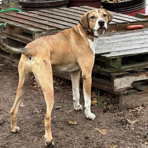 Kristoff, an adoptable Hound in Savannah, GA, 31406 | Photo Image 3