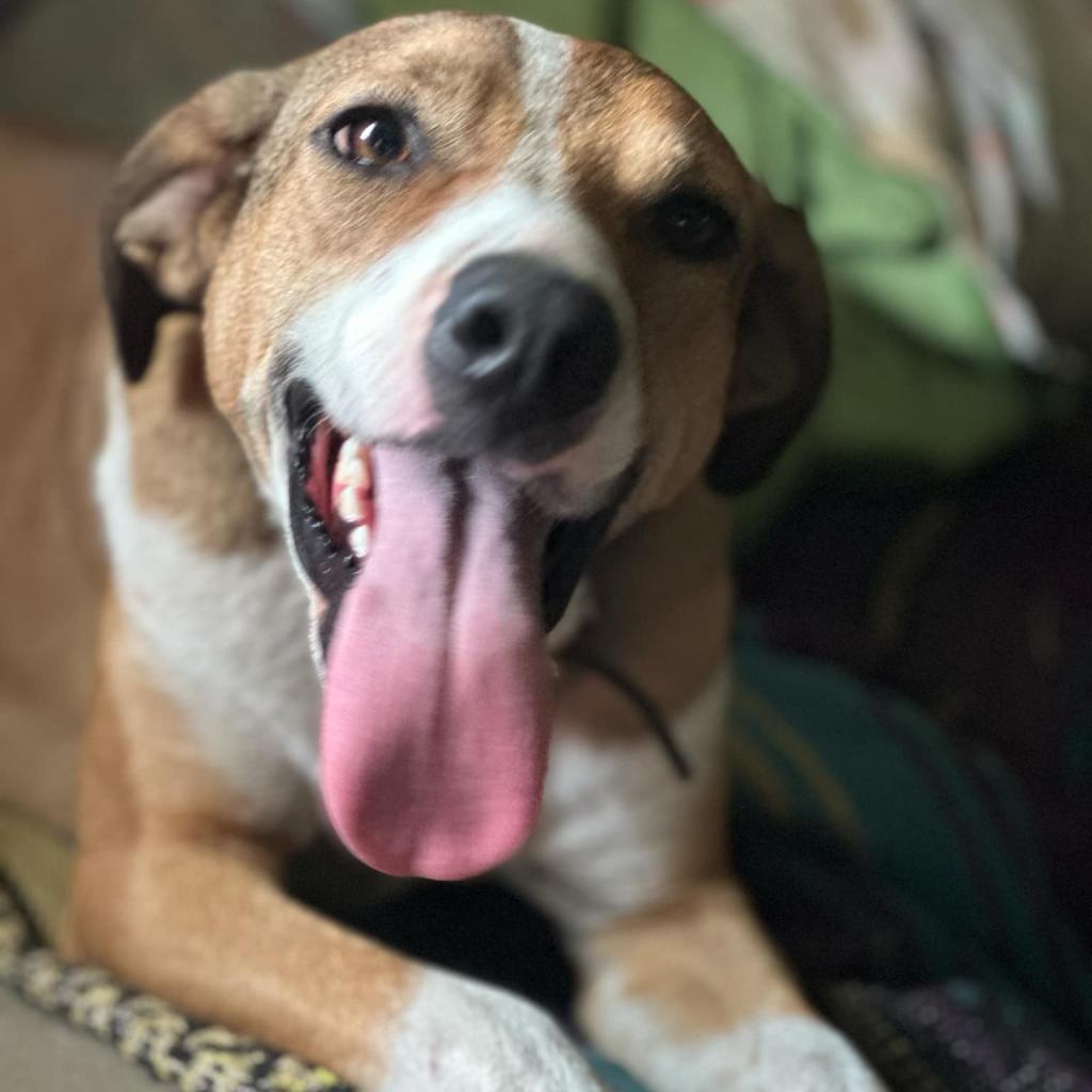 Kristoff, an adoptable Hound in Savannah, GA, 31406 | Photo Image 3