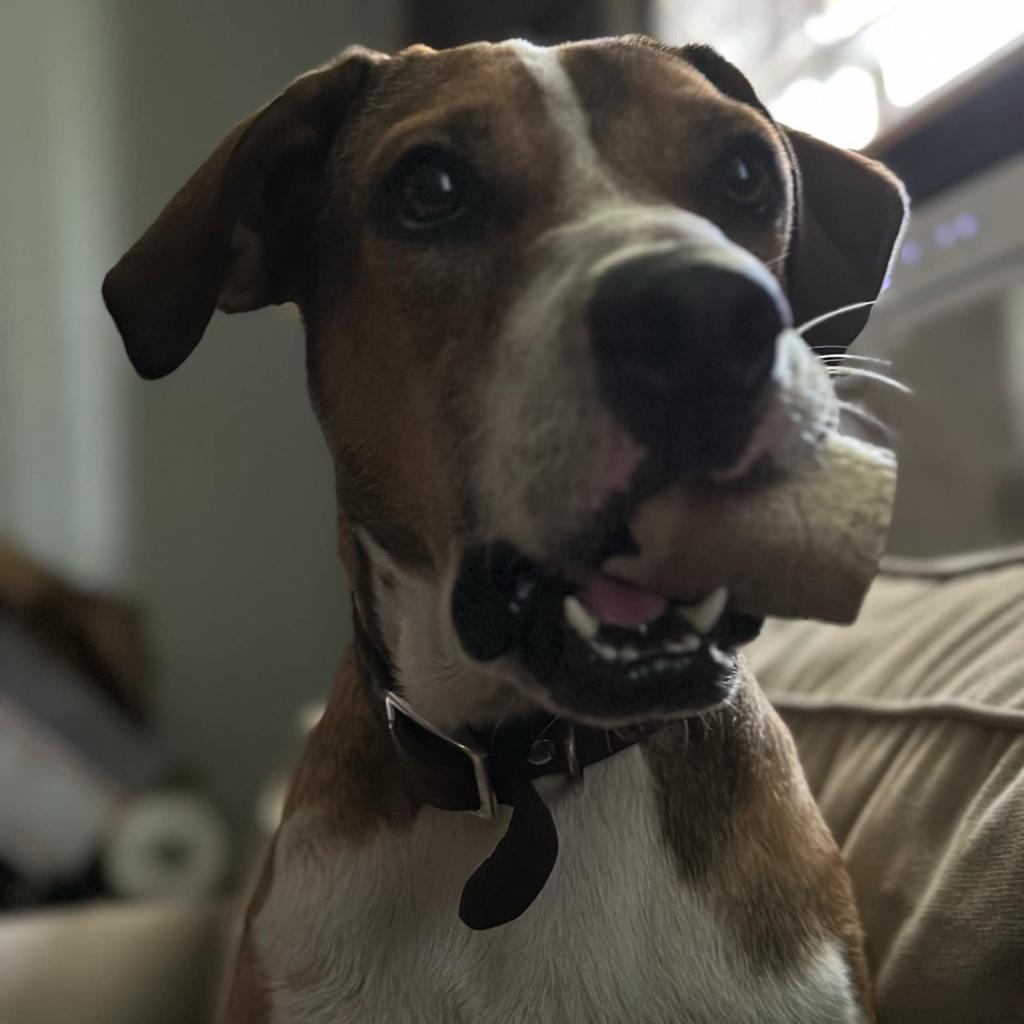 Kristoff, an adoptable Hound in Savannah, GA, 31406 | Photo Image 3