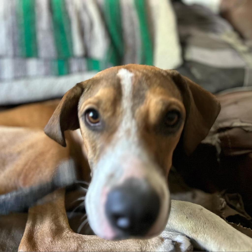 Kristoff, an adoptable Hound in Savannah, GA, 31406 | Photo Image 4