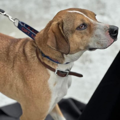 Kristoff, an adoptable Hound in Savannah, GA, 31406 | Photo Image 6