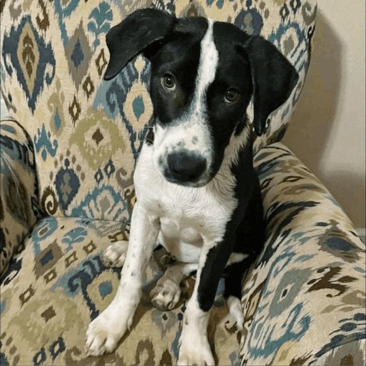 Banksy, an adopted Mixed Breed in Helena, AL_image-1