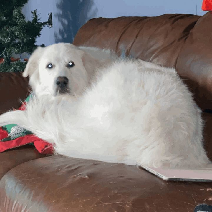 Bella, an adopted Great Pyrenees in Helena, AL_image-1