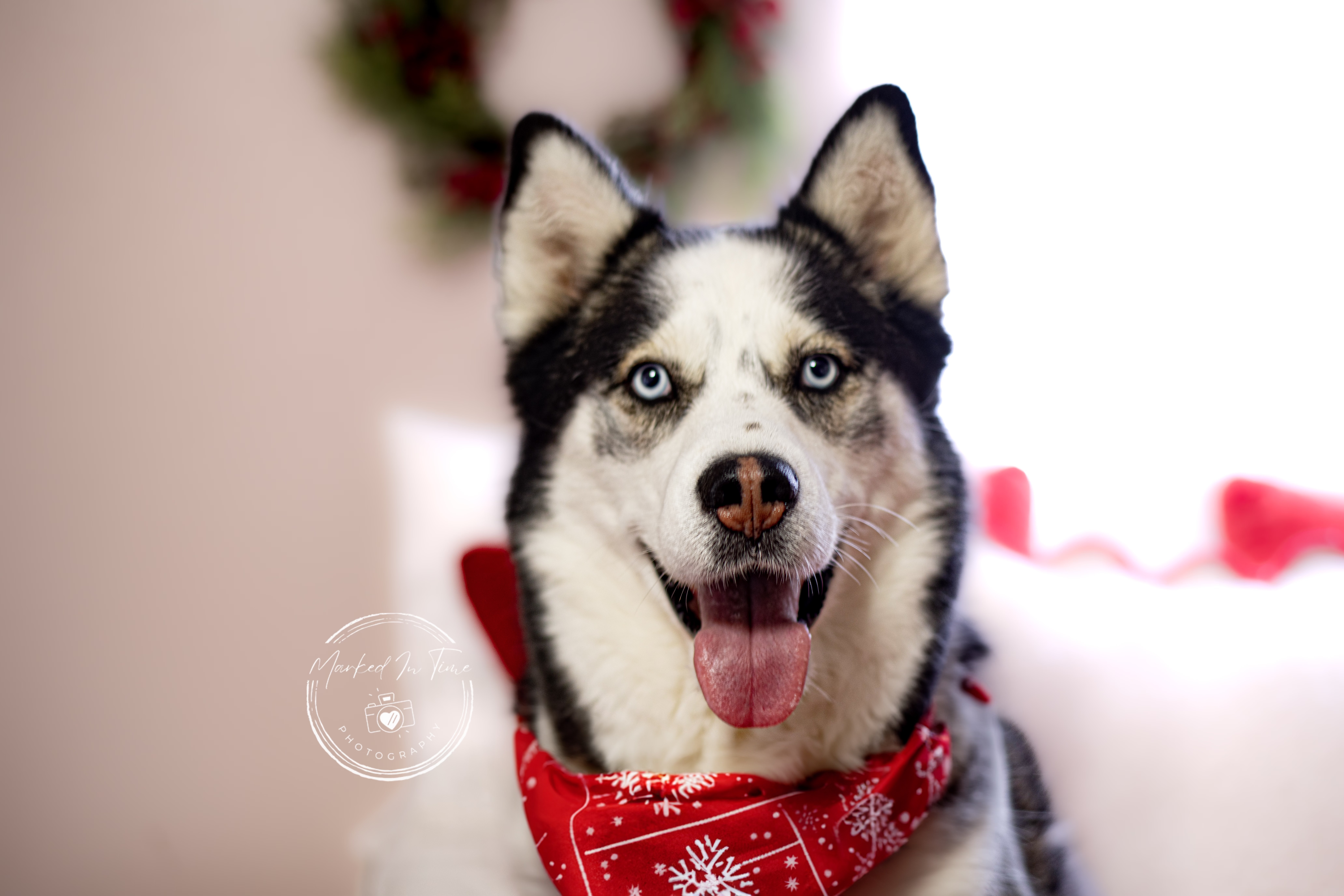 Ares, an adoptable Siberian Husky in Boise, ID, 83702 | Photo Image 2