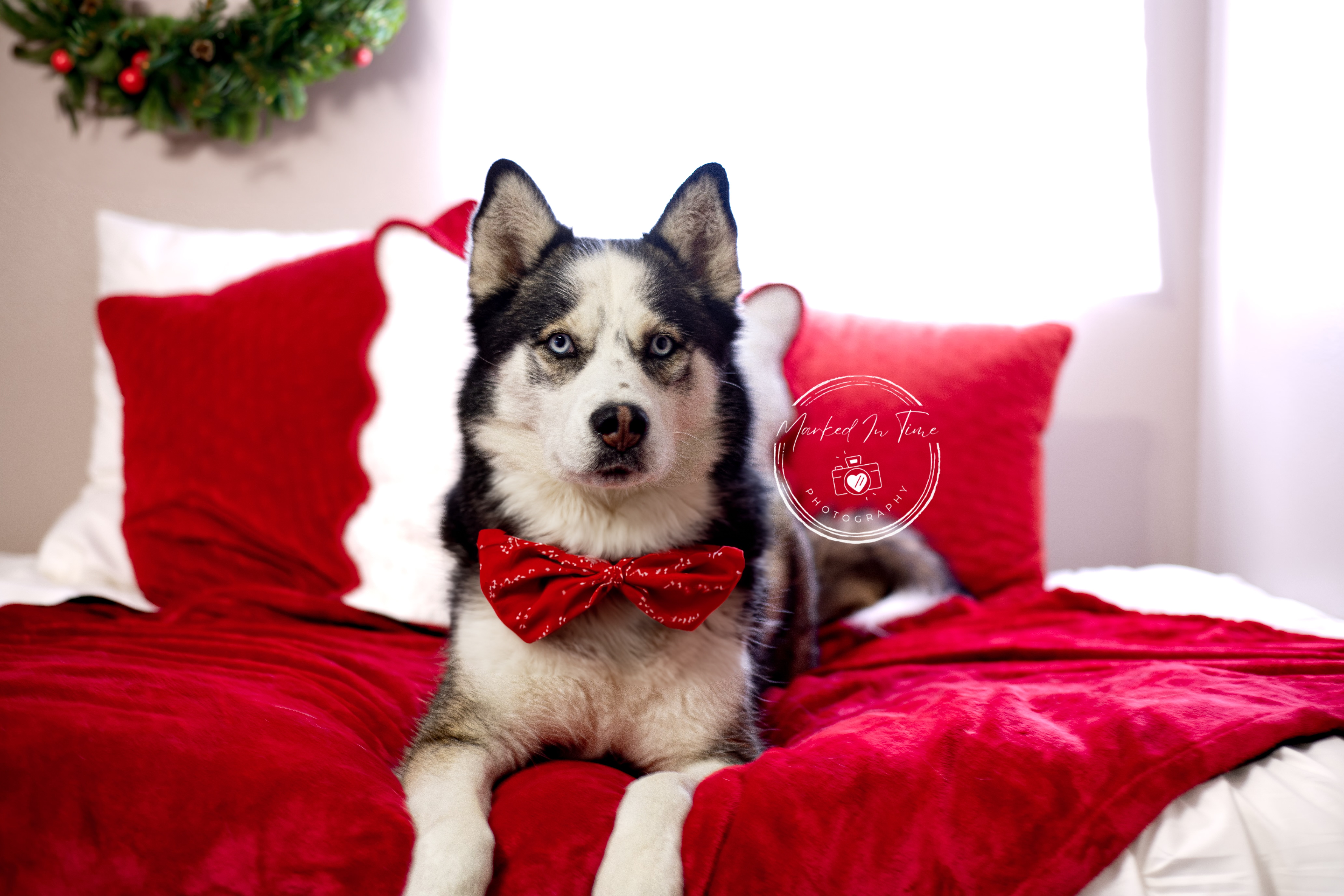 Ares, an adoptable Siberian Husky in Boise, ID, 83702 | Photo Image 3