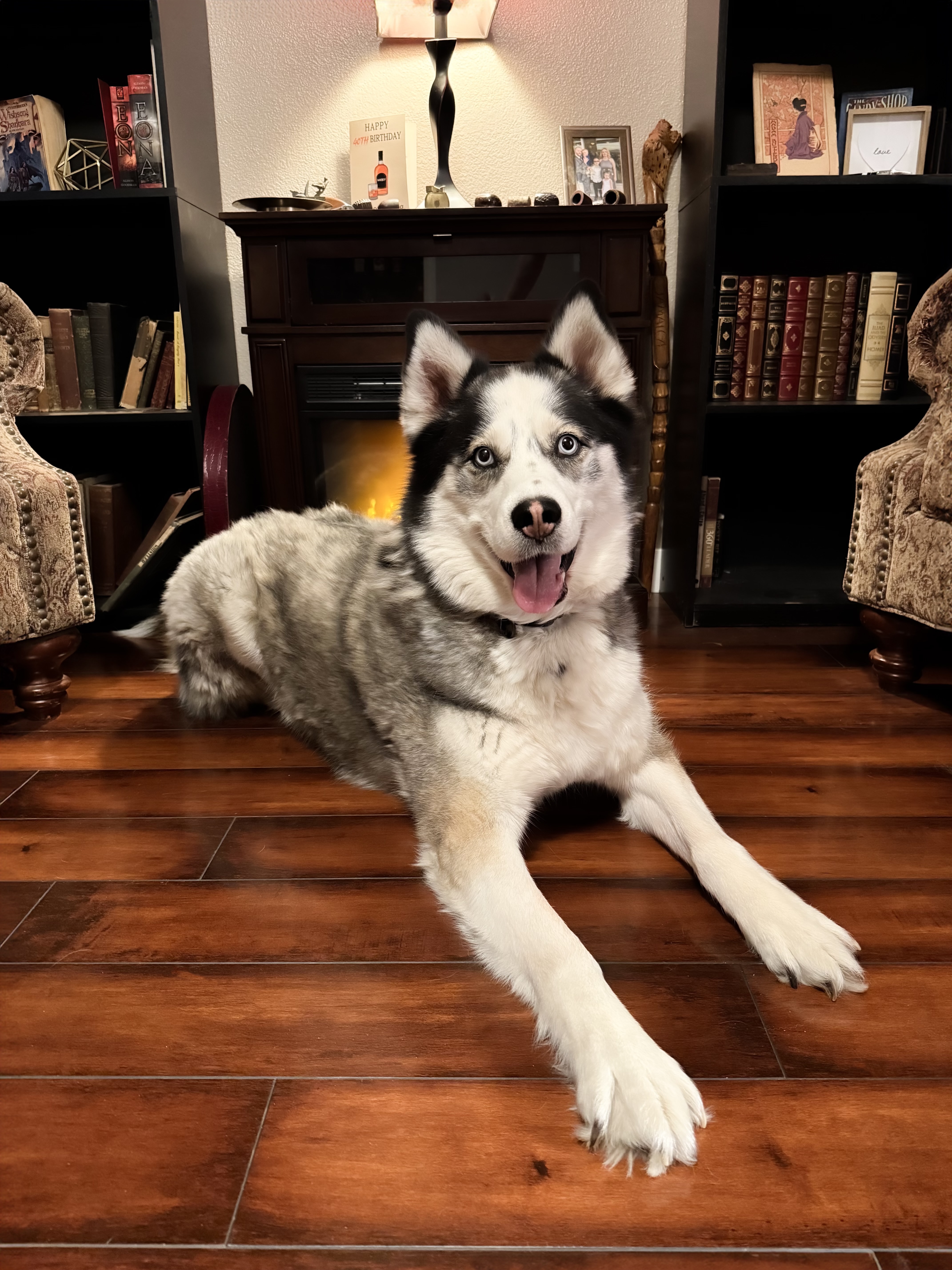 Ares, an adoptable Siberian Husky in Boise, ID, 83702 | Photo Image 5