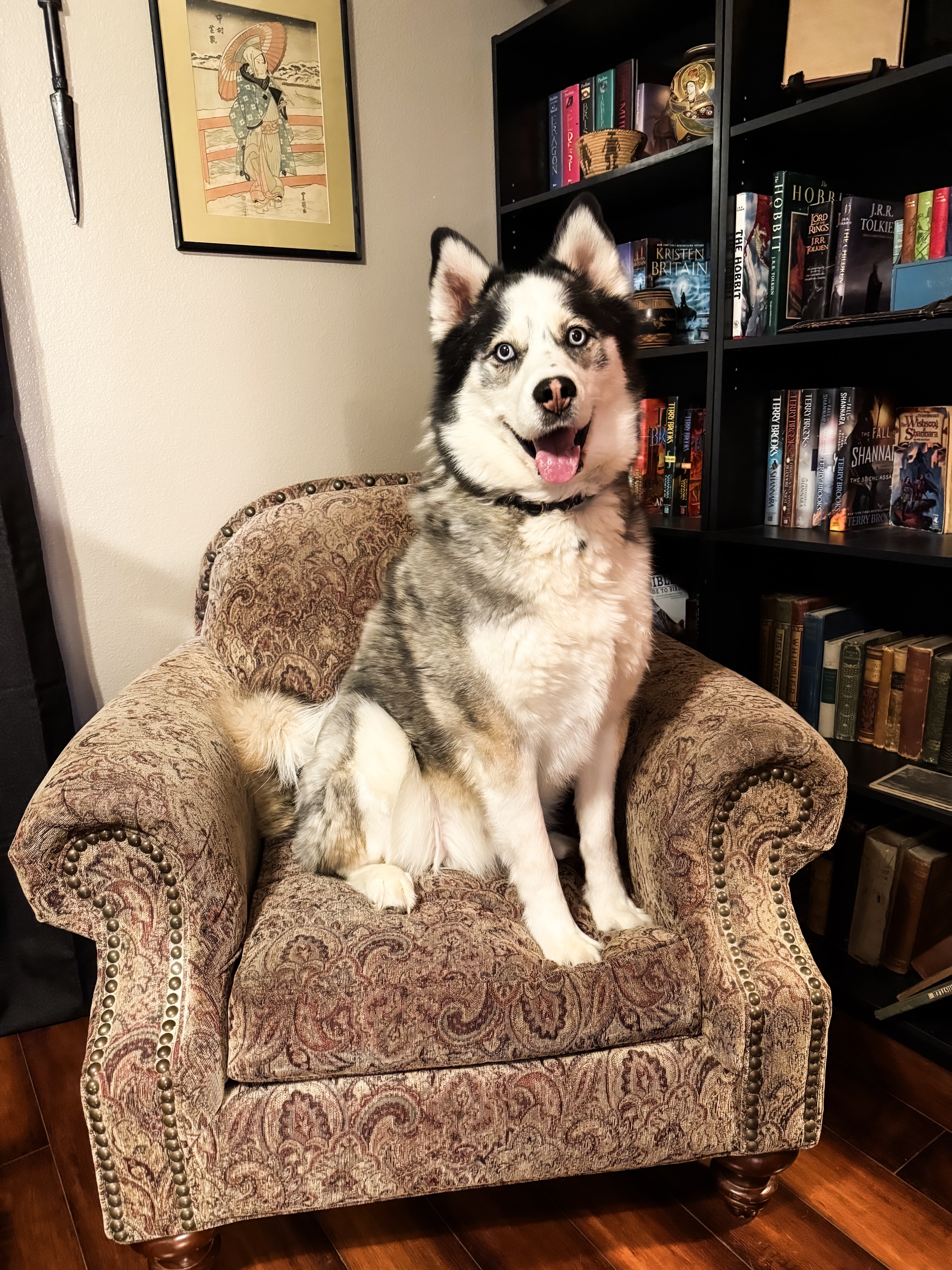 Ares, an adoptable Siberian Husky in Boise, ID, 83702 | Photo Image 6