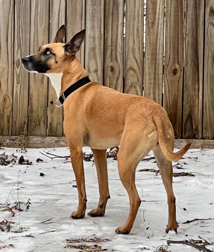 Belgian malinois petfinder cheap