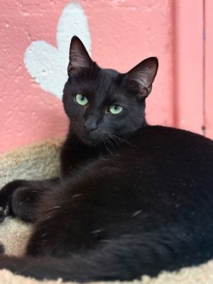 Sundae, Adult Female unknown
