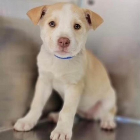 Bubbles, an adoptable Husky in Covington, LA, 70433 | Photo Image 2