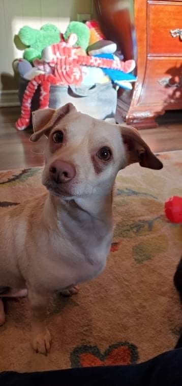 Bob, an adoptable Chihuahua in Welland, ON, L3B 4J6 | Photo Image 1