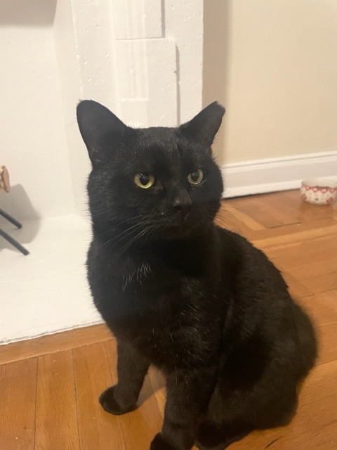 Panther, an adoptable Domestic Short Hair in Pittsburgh, PA, 15222 | Photo Image 1