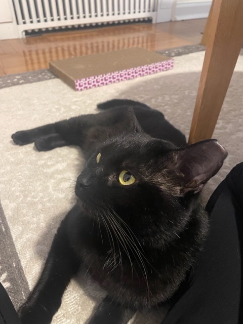 Panther, an adoptable Domestic Short Hair in Pittsburgh, PA, 15222 | Photo Image 2