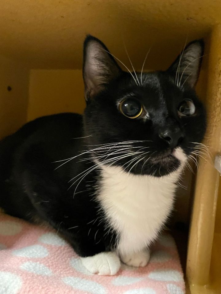 Rosie, an adoptable Tuxedo in Fort Lauderdale, FL_image-3