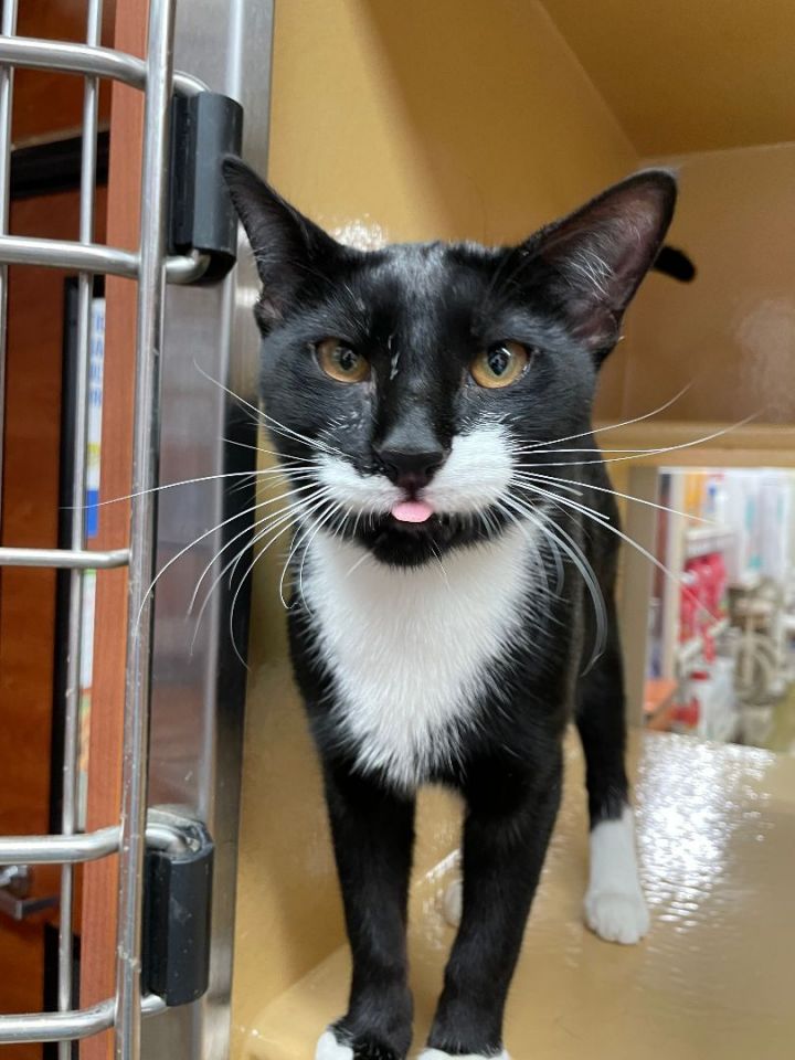 Whiskey, an adoptable Tuxedo in Fort Lauderdale, FL_image-2