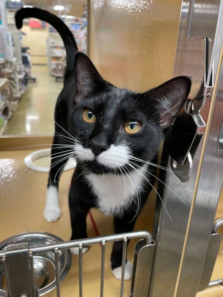 Whiskey, an adoptable Tuxedo in Fort Lauderdale, FL_image-4